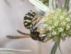 Polistes gallicus